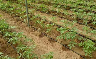 滴灌工程驗(yàn)收